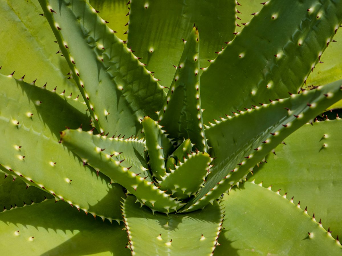 Aloe Vera (Leaf)